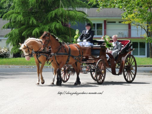 Calèche à louer pour un mariage unique